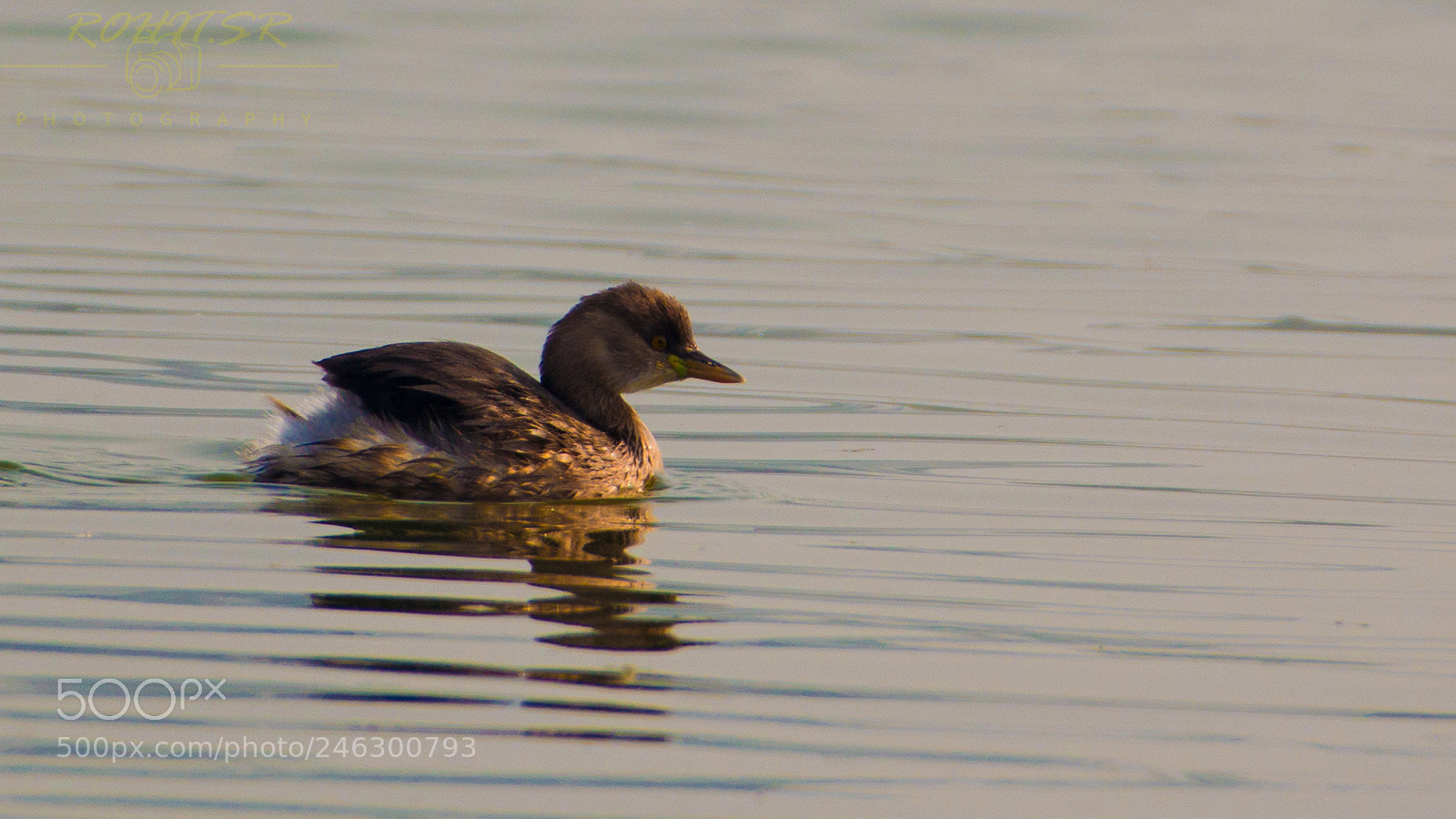 Nikon D3200 sample photo. Dabchick photography