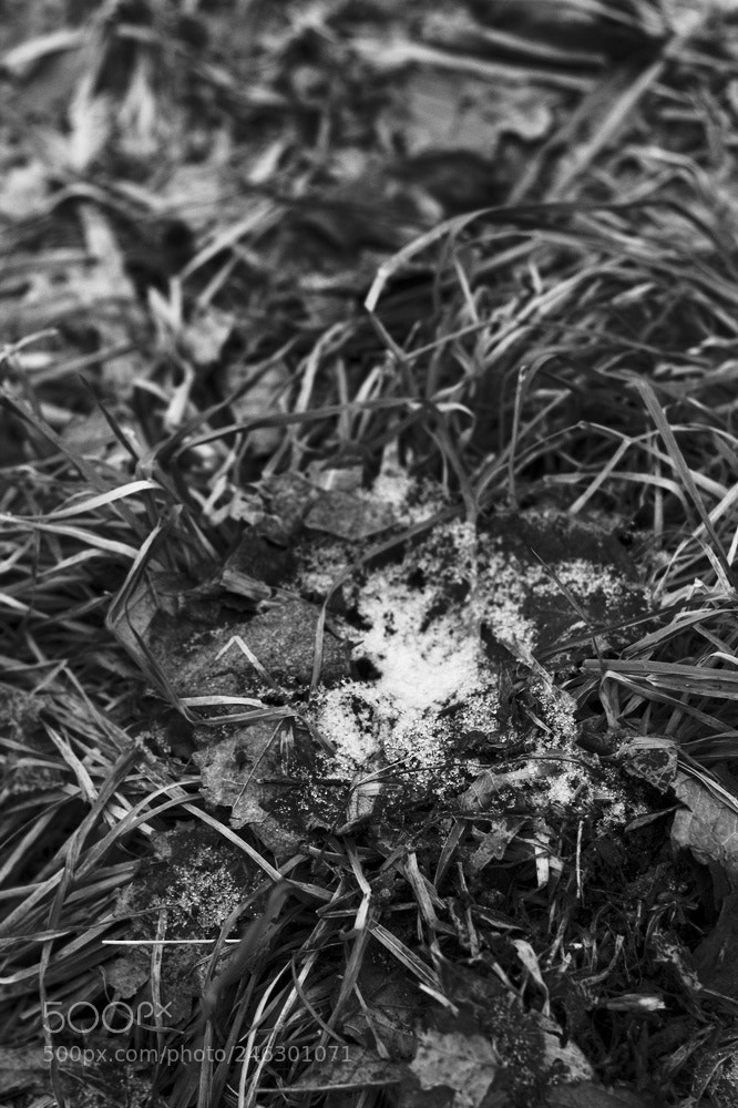 Canon EOS 7D + Canon EF 50mm F1.8 II sample photo. Sollentuna, sweden photography