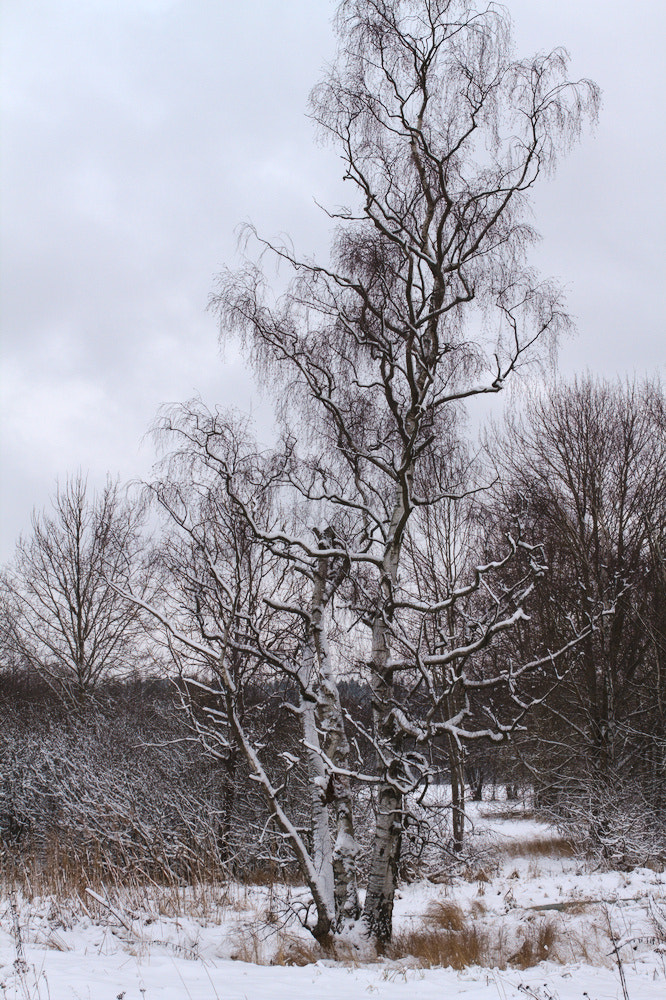 Canon EOS 7D + Sigma 35mm F1.4 DG HSM Art sample photo. Sollentuna, sweden photography