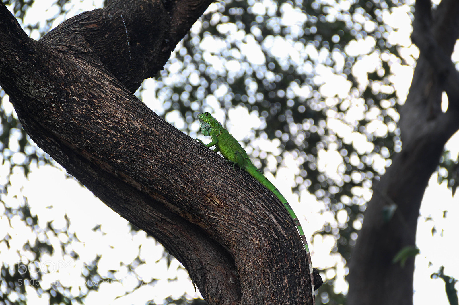 Canon EOS 700D (EOS Rebel T5i / EOS Kiss X7i) sample photo. Acento photography