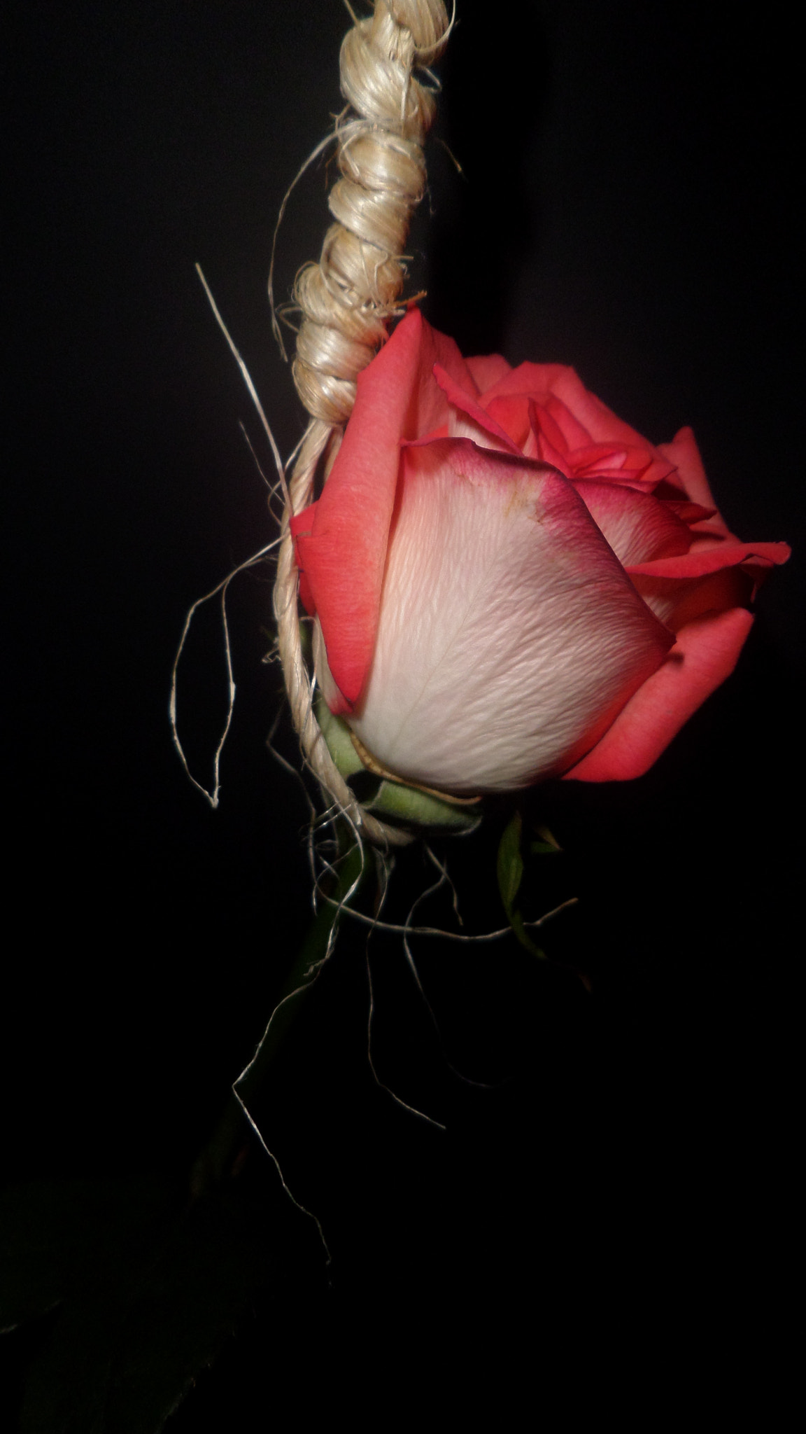 Samsung WB30F/WB31F/WB32F sample photo. Death in life... photography