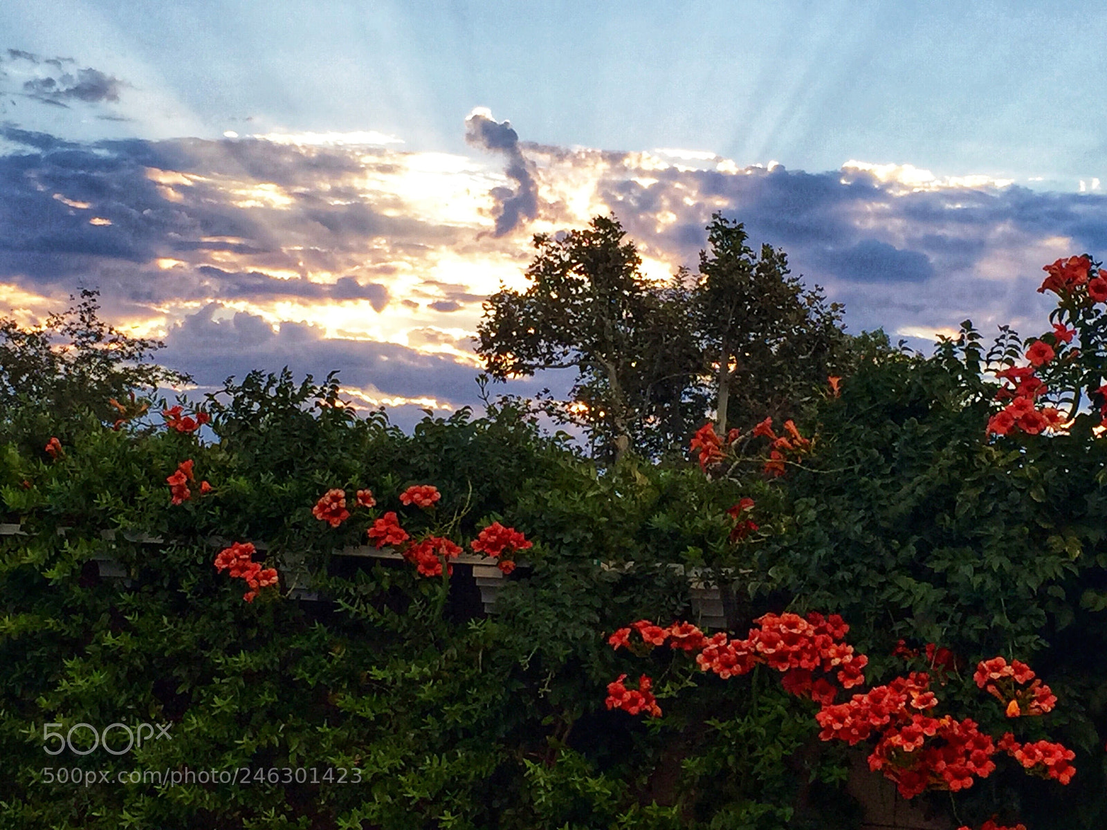 Apple iPhone 6 sample photo. Fullsizerender.jpg photography