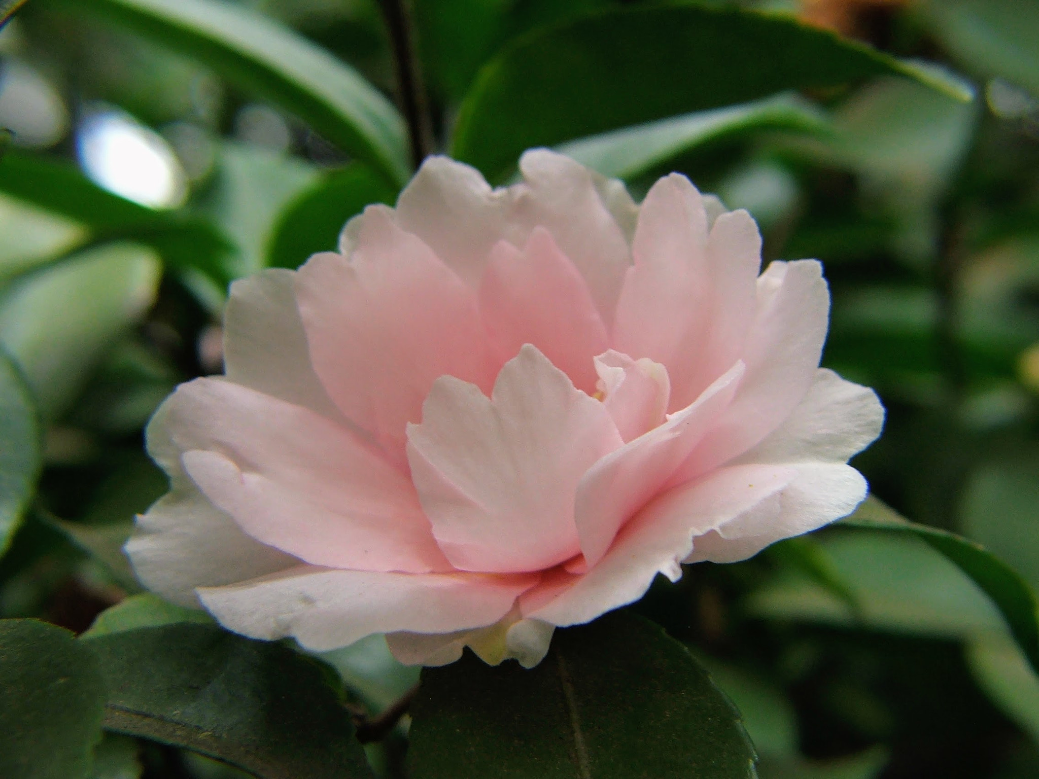 Fujifilm FinePix S5100 sample photo. Blushing camellia photography