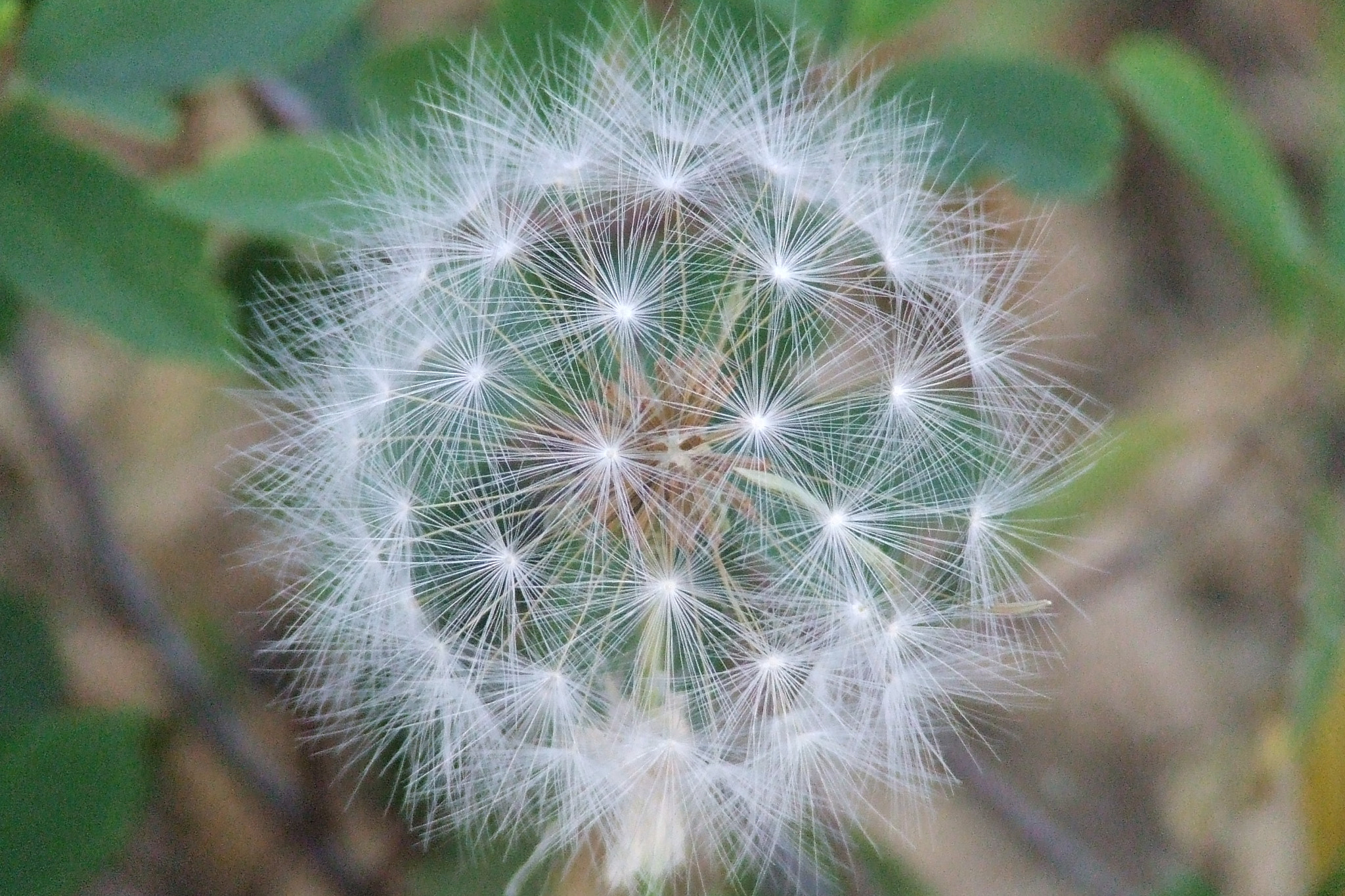 Fujifilm FinePix S5200 sample photo. Soft bloom photography