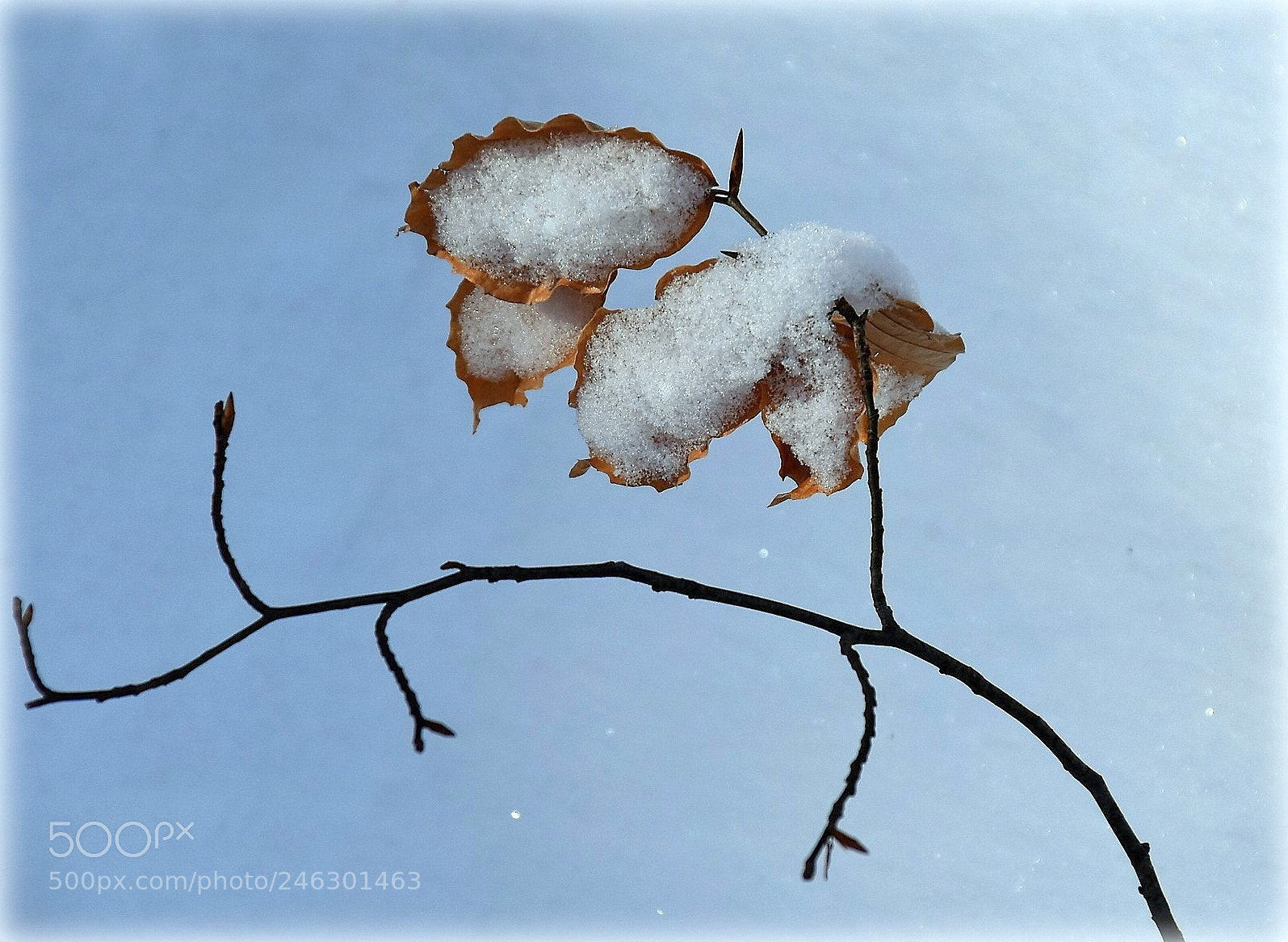 Nikon D810 sample photo. "natur" photography