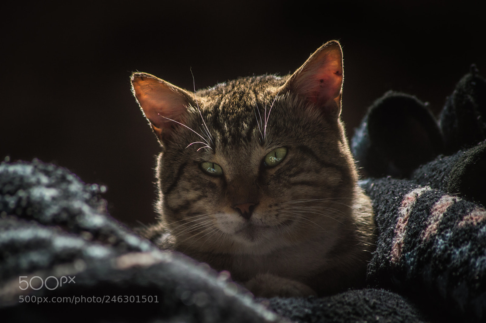 Nikon D3200 sample photo. Hypnocat photography