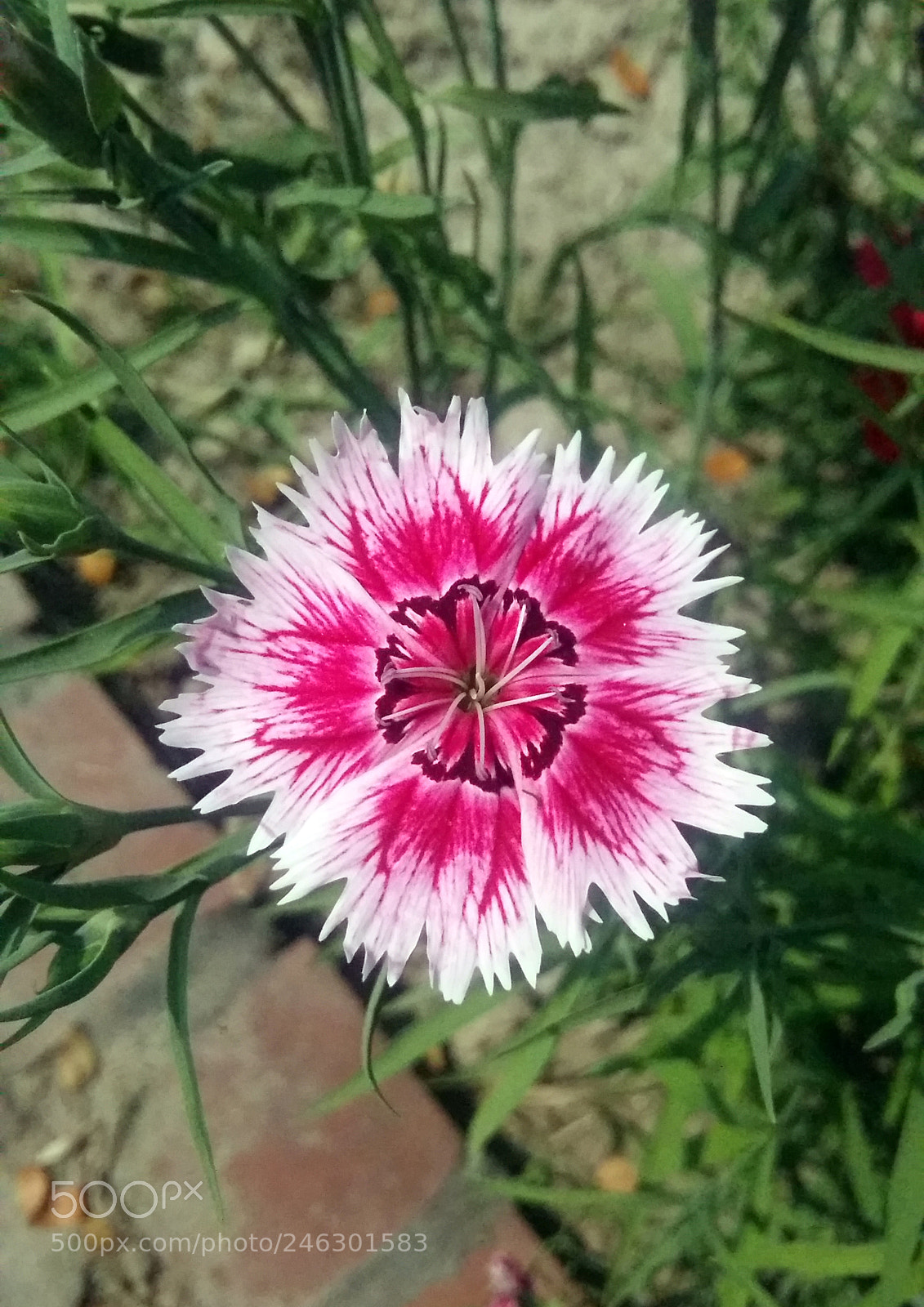 Samsung Galaxy A5 sample photo. Beauty photography