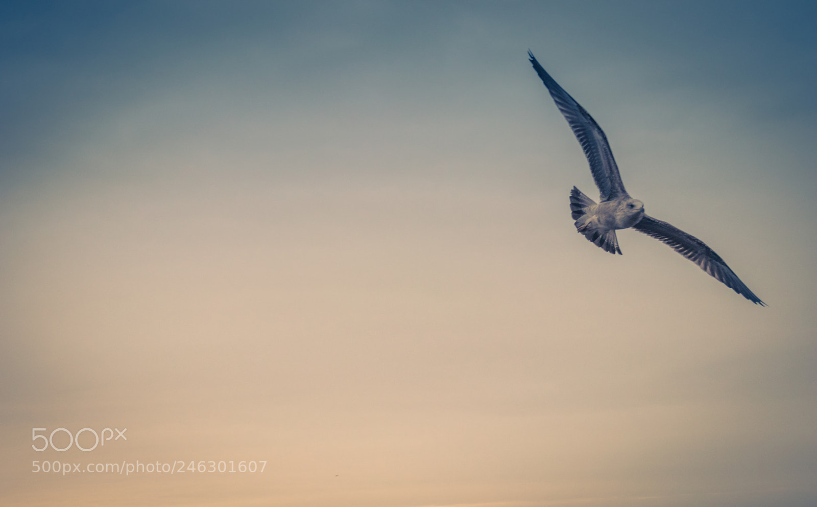 Canon EOS 77D (EOS 9000D / EOS 770D) sample photo. Gaivota photography