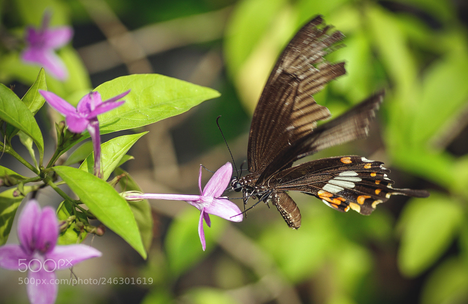 Sony ILCA-77M2 sample photo. Broken wings photography