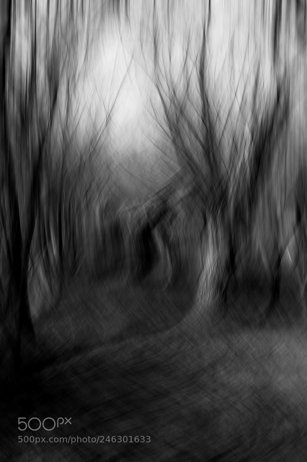 Canon EOS 450D (EOS Rebel XSi / EOS Kiss X2) sample photo. Surreal woods photography