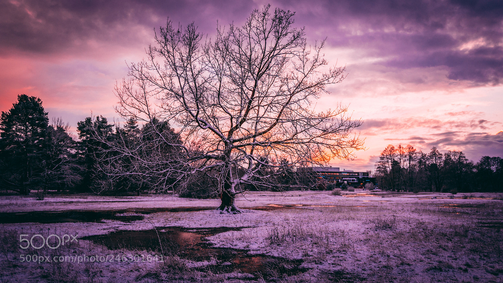 Sony a6500 sample photo. Snowy tree photography