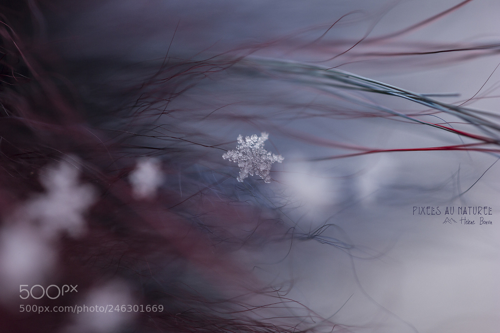 Canon EOS 600D (Rebel EOS T3i / EOS Kiss X5) sample photo. Snow crystal photography