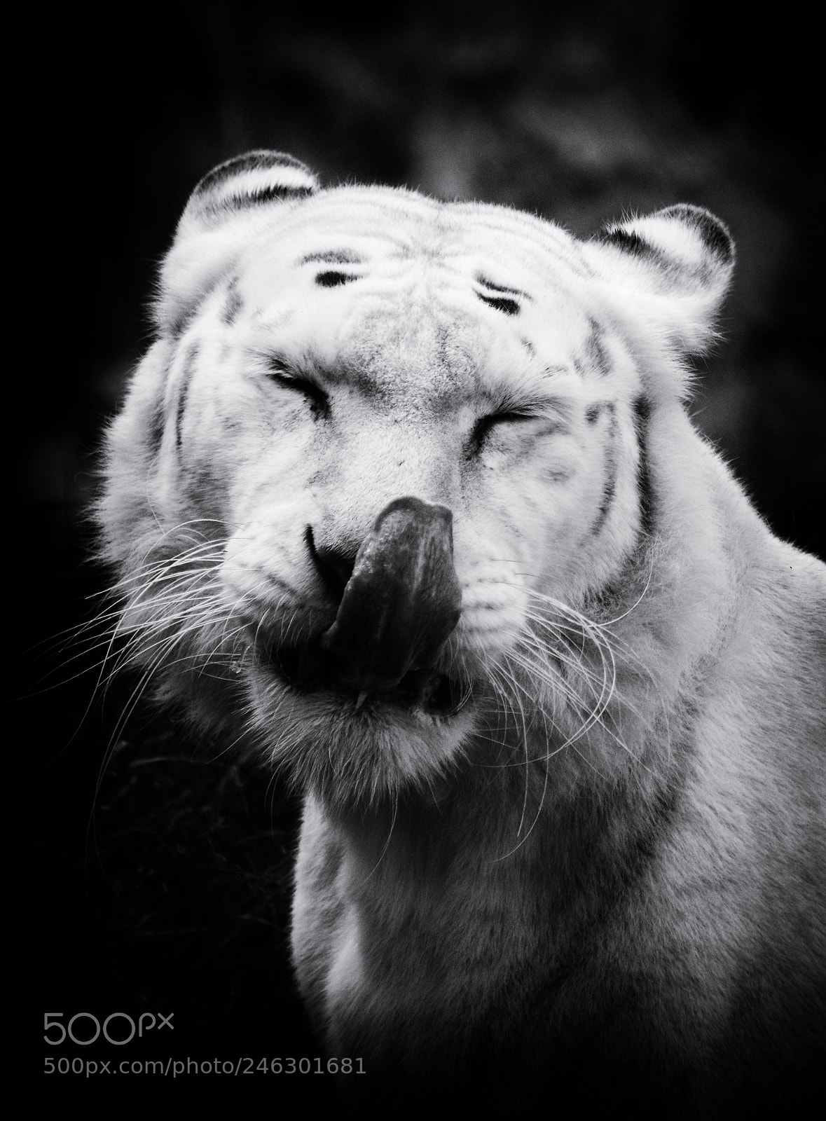 Nikon D800 sample photo. Tiger photography