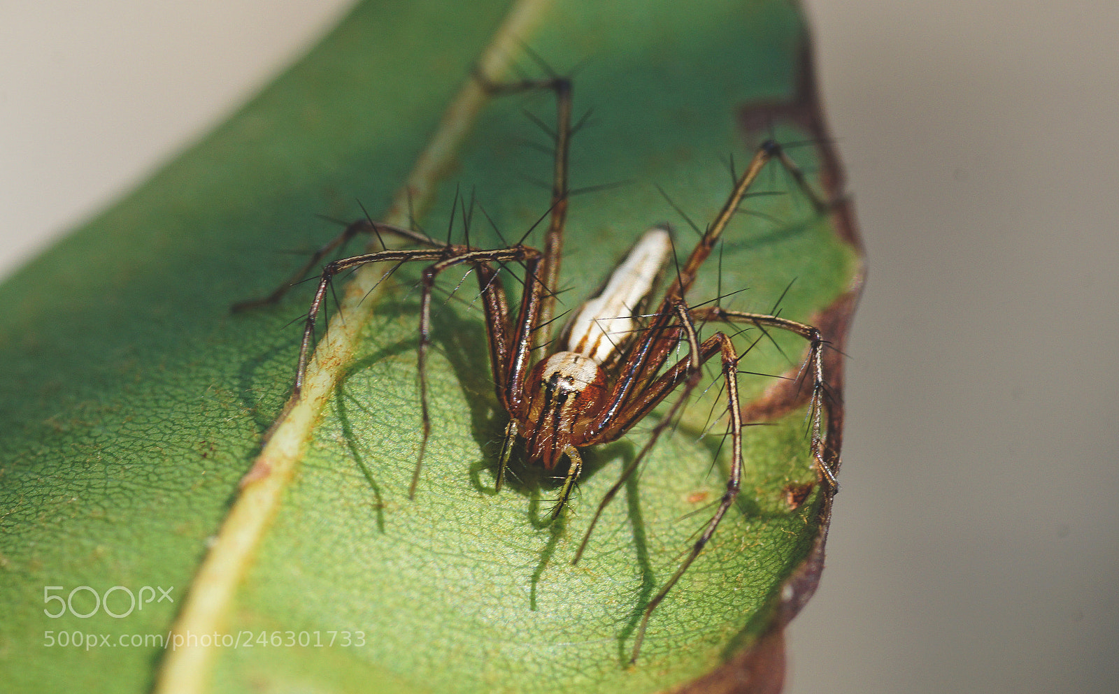 Sony ILCA-77M2 sample photo. Lynx spider photography