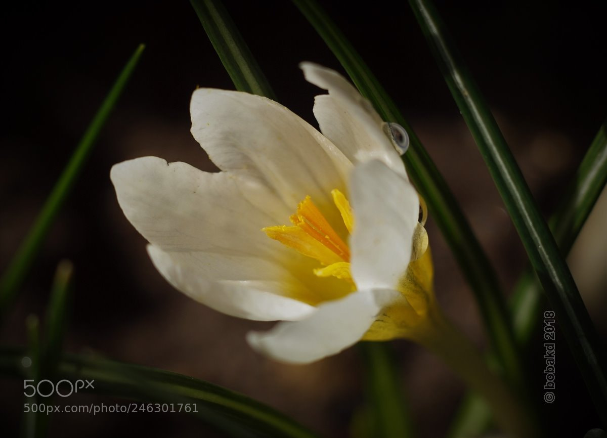 Olympus E-620 (EVOLT E-620) sample photo. Crocus -1 photography