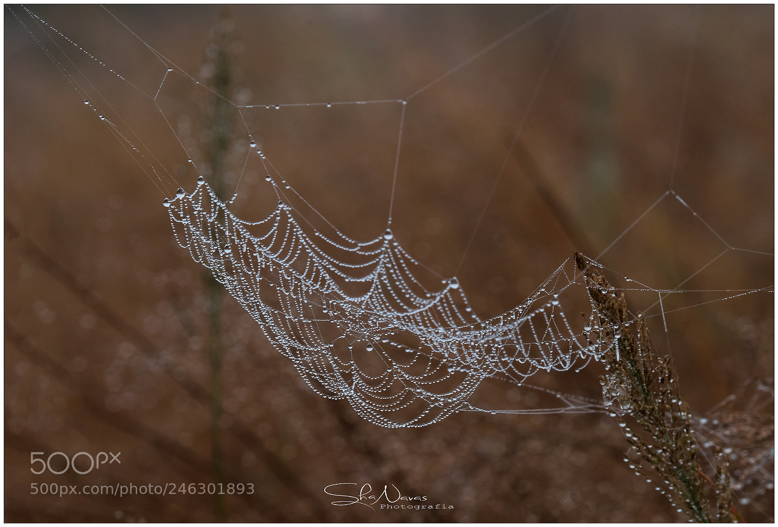 Nikon D810 sample photo. Spider web photography
