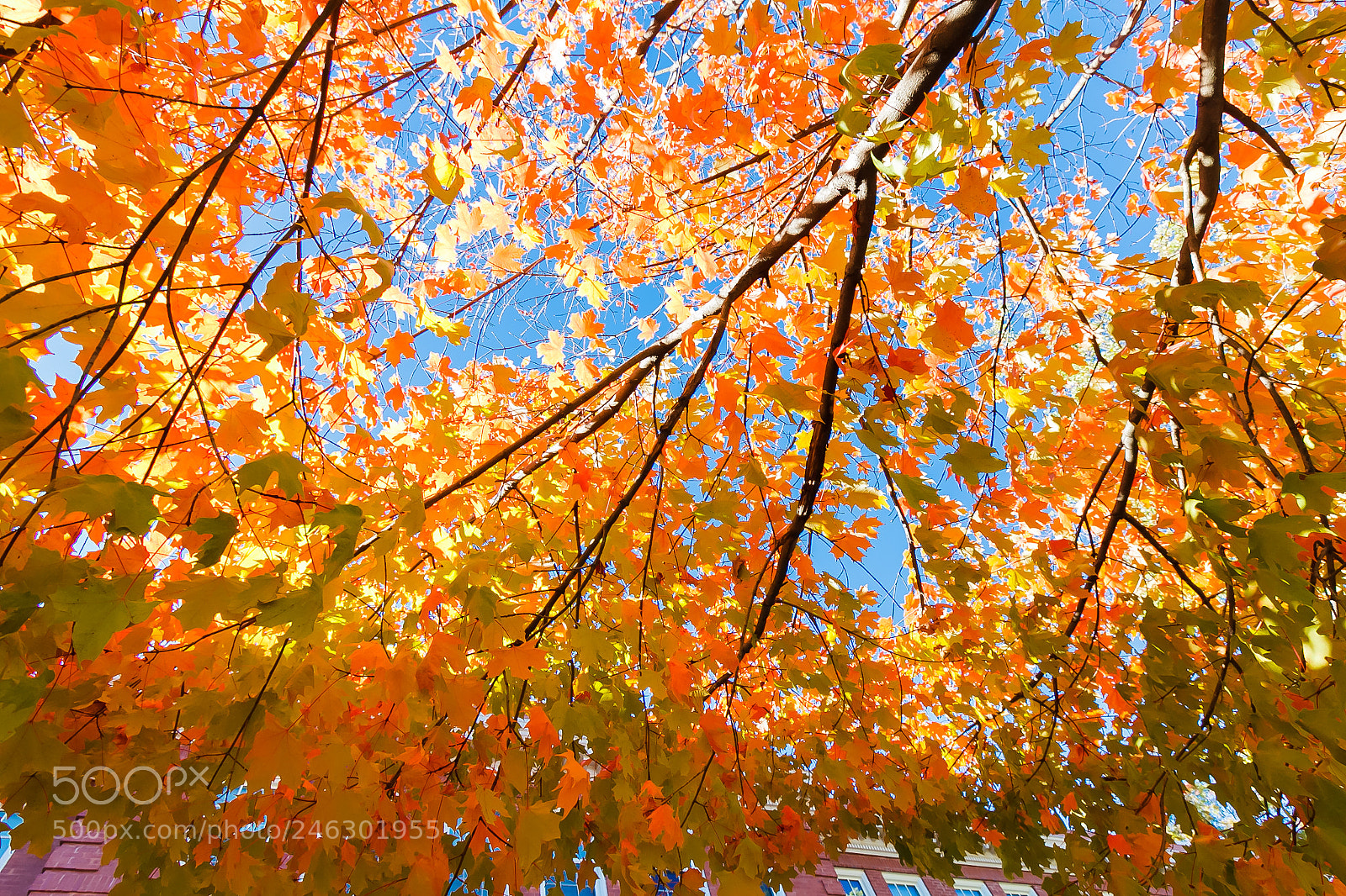 Canon EOS 60D sample photo. Bright fall colors photography