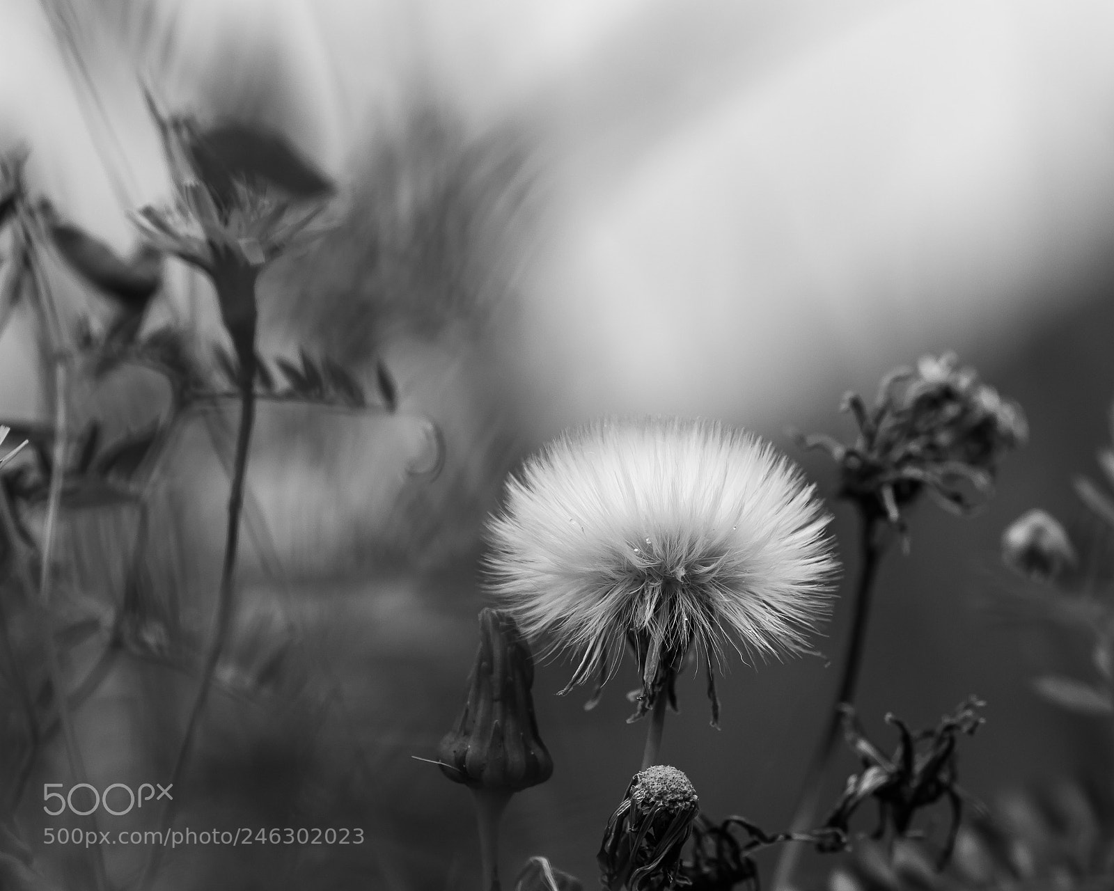 Nikon D60 sample photo. Bloomed dandelion photography
