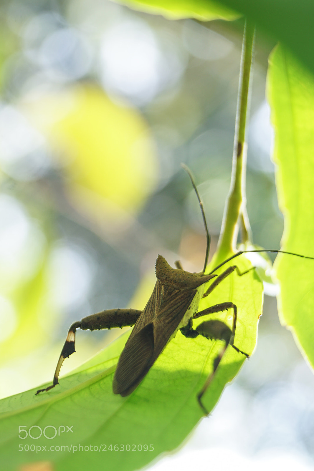 Sony ILCA-77M2 sample photo. Into the light photography