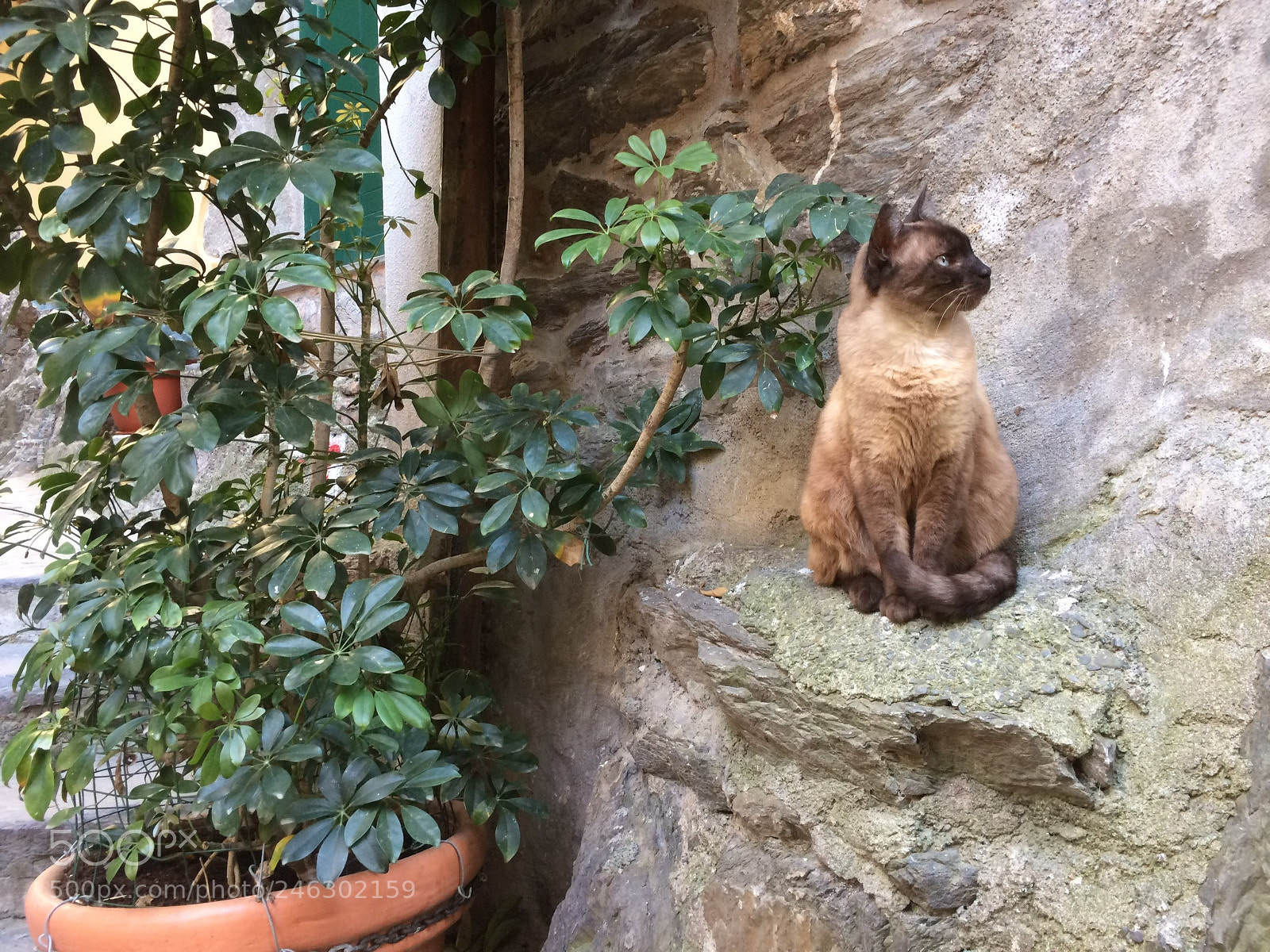 Apple iPhone 5s sample photo. Il gatto photography