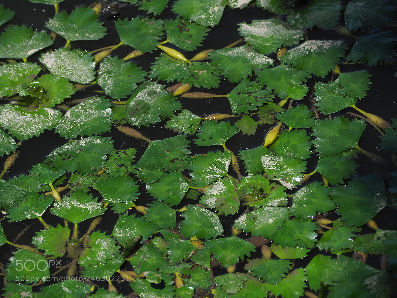 Olympus OM-D E-M10 II sample photo. Constitution marsh in the photography