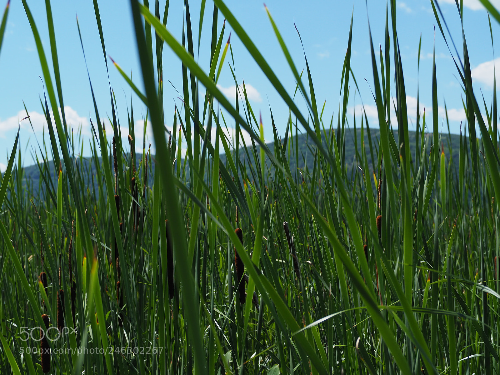 Olympus OM-D E-M10 II sample photo. Constitution marsh in the photography