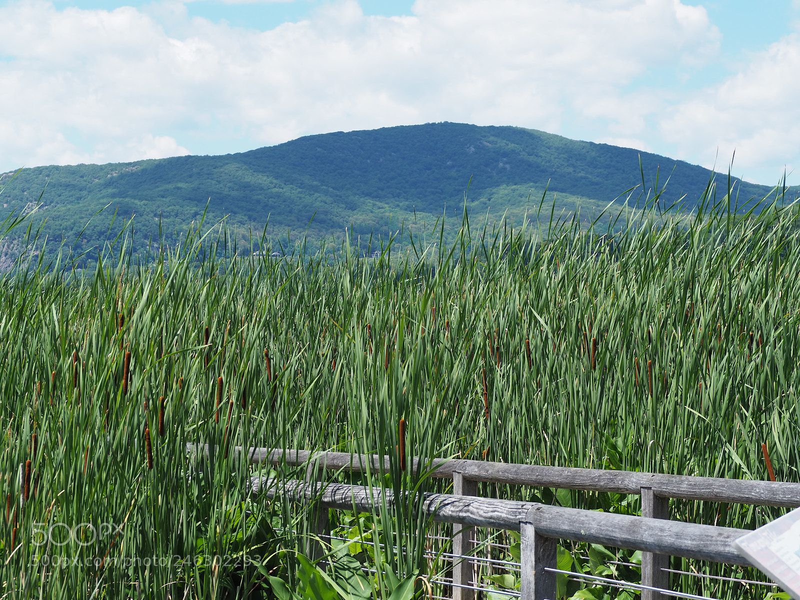 Olympus OM-D E-M10 II sample photo. Constitution marsh in the photography