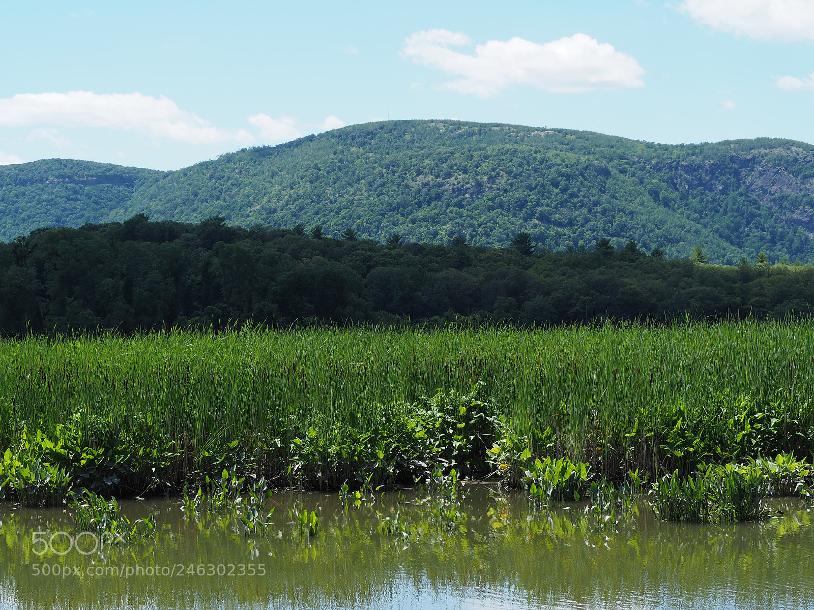 Olympus OM-D E-M10 II sample photo. Constitution marsh in the photography