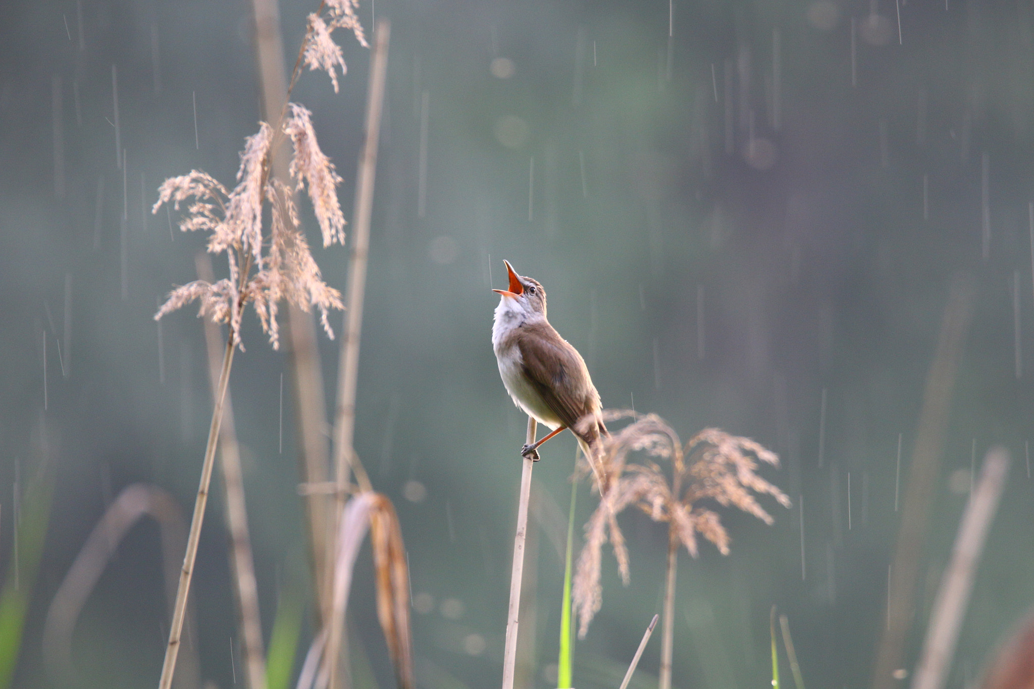 Tamron SP 150-600mm F5-6.3 Di VC USD sample photo