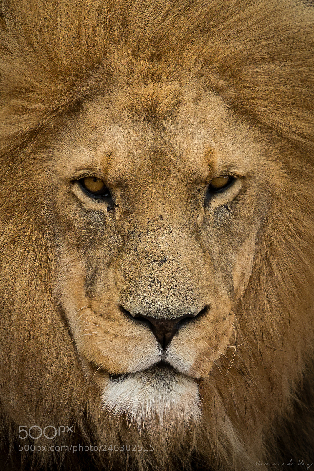 Nikon D7100 sample photo. Close encounter photography