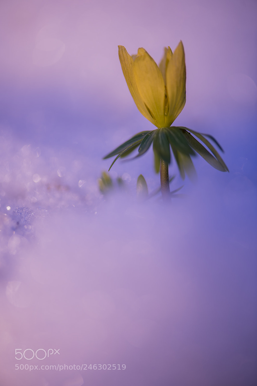Nikon D810 sample photo. Untitled photography