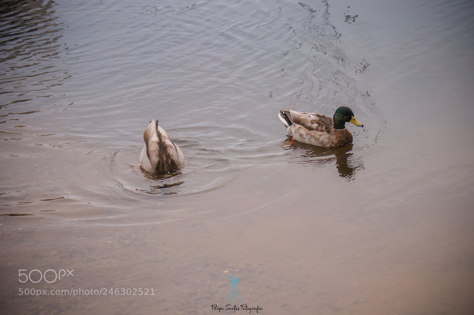Canon EOS 77D (EOS 9000D / EOS 770D) sample photo. Mergulho photography