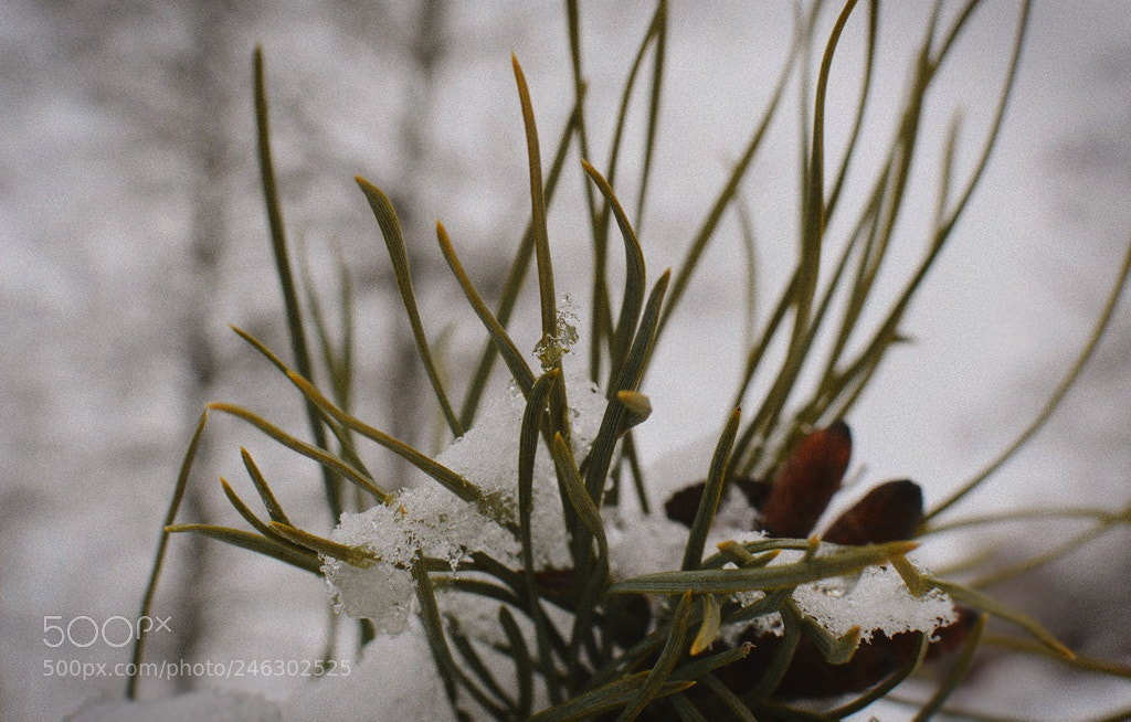 Nikon AF-S DX Nikkor 35mm F1.8G sample photo. *** photography