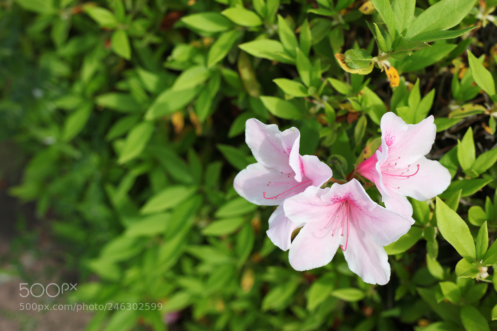 Canon EF 50mm F1.8 STM sample photo. Azalea photography