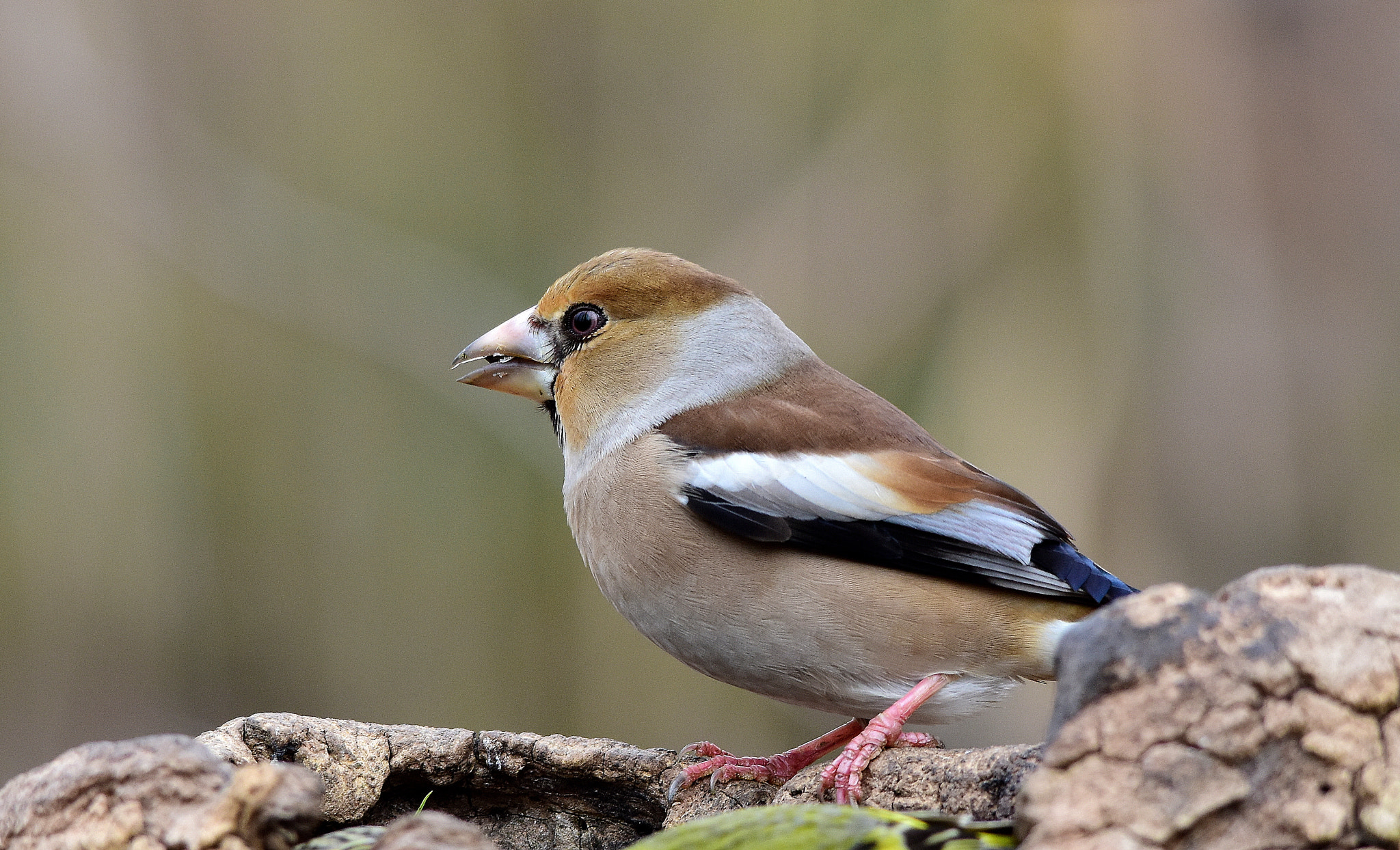 Sigma 150-500mm F5-6.3 DG OS HSM sample photo. Frosone photography