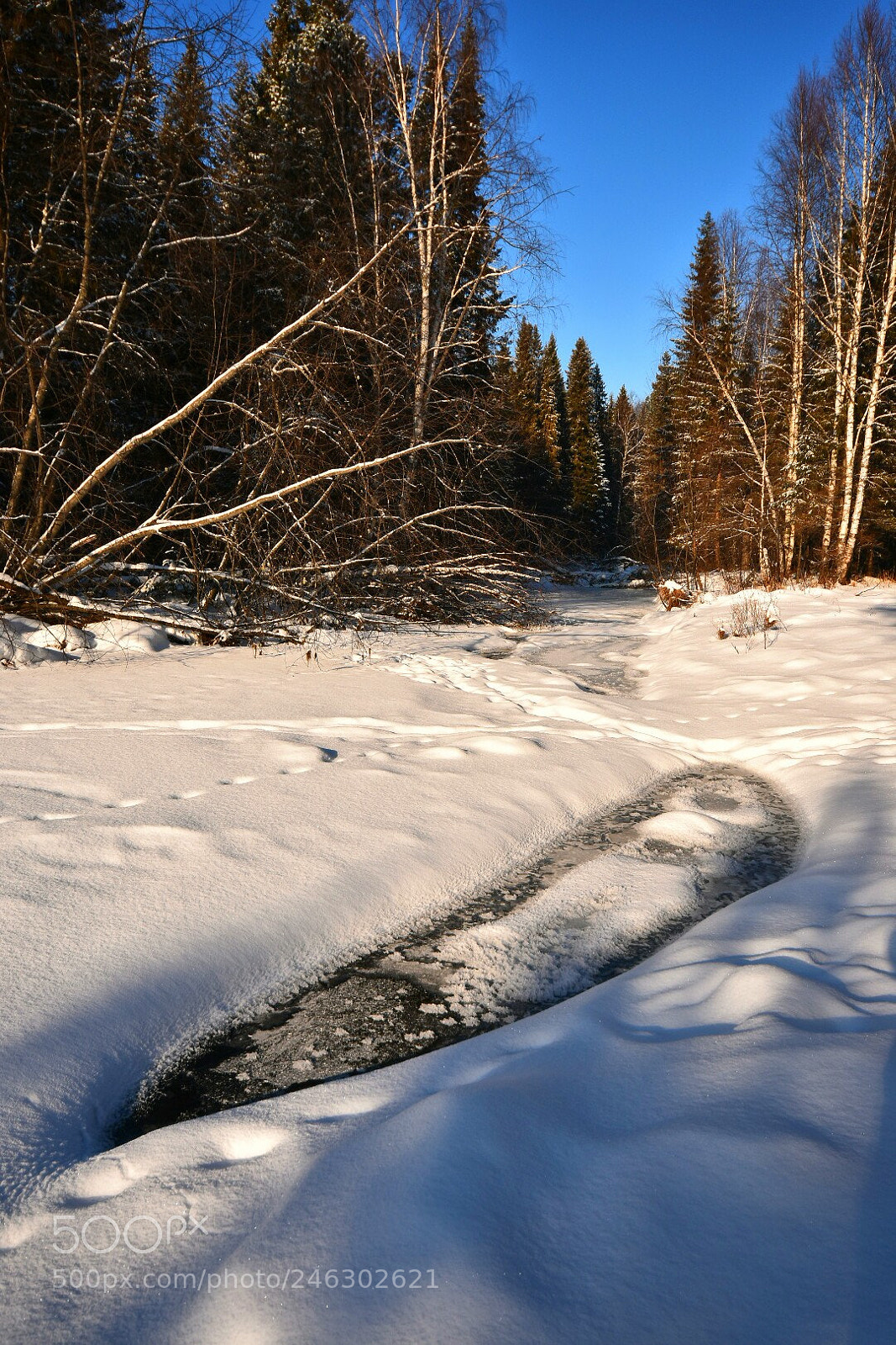 Nikon D3400 sample photo. Проталина photography