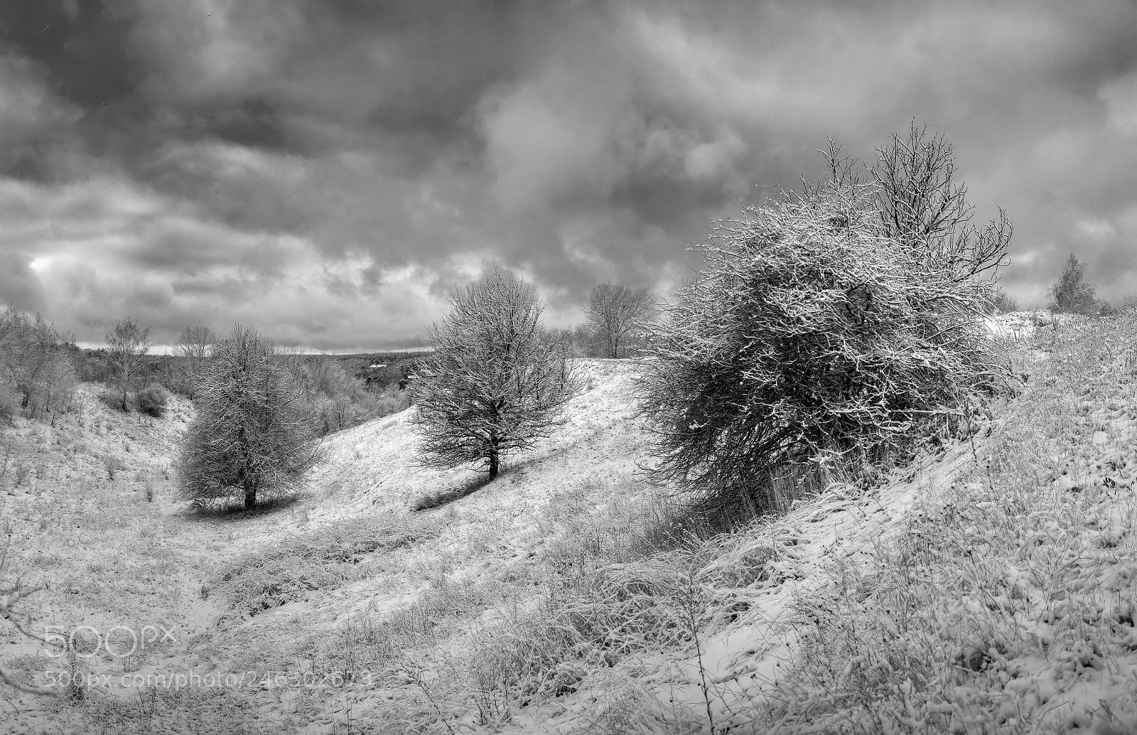 Nikon D800E sample photo. Winter b/w photography