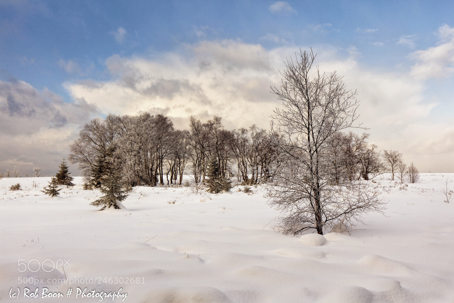 Canon EOS 5DS sample photo. Winter @ hautes fagnes 1 photography