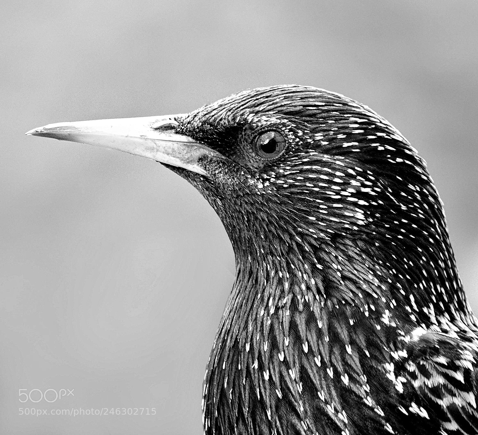 Fujifilm X-T20 sample photo. " starling". photography