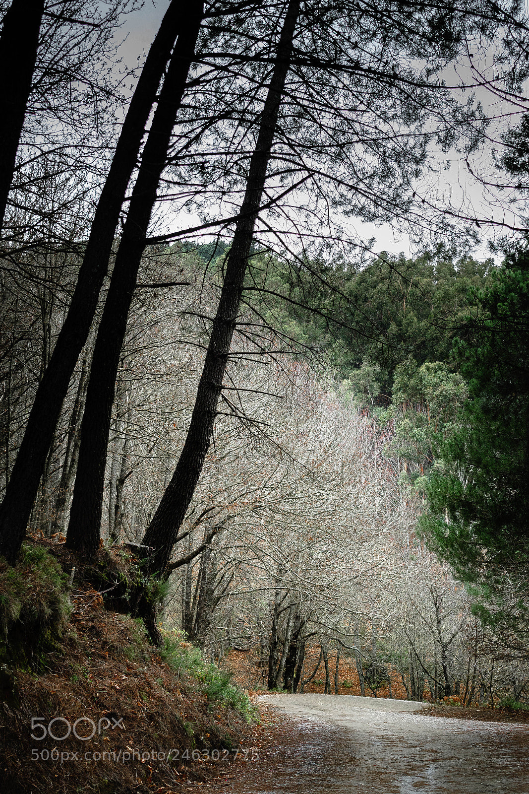 Nikon D500 sample photo. On my way photography