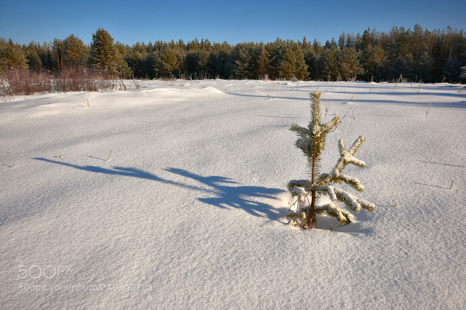 Nikon D3400 sample photo. Снежный плен photography