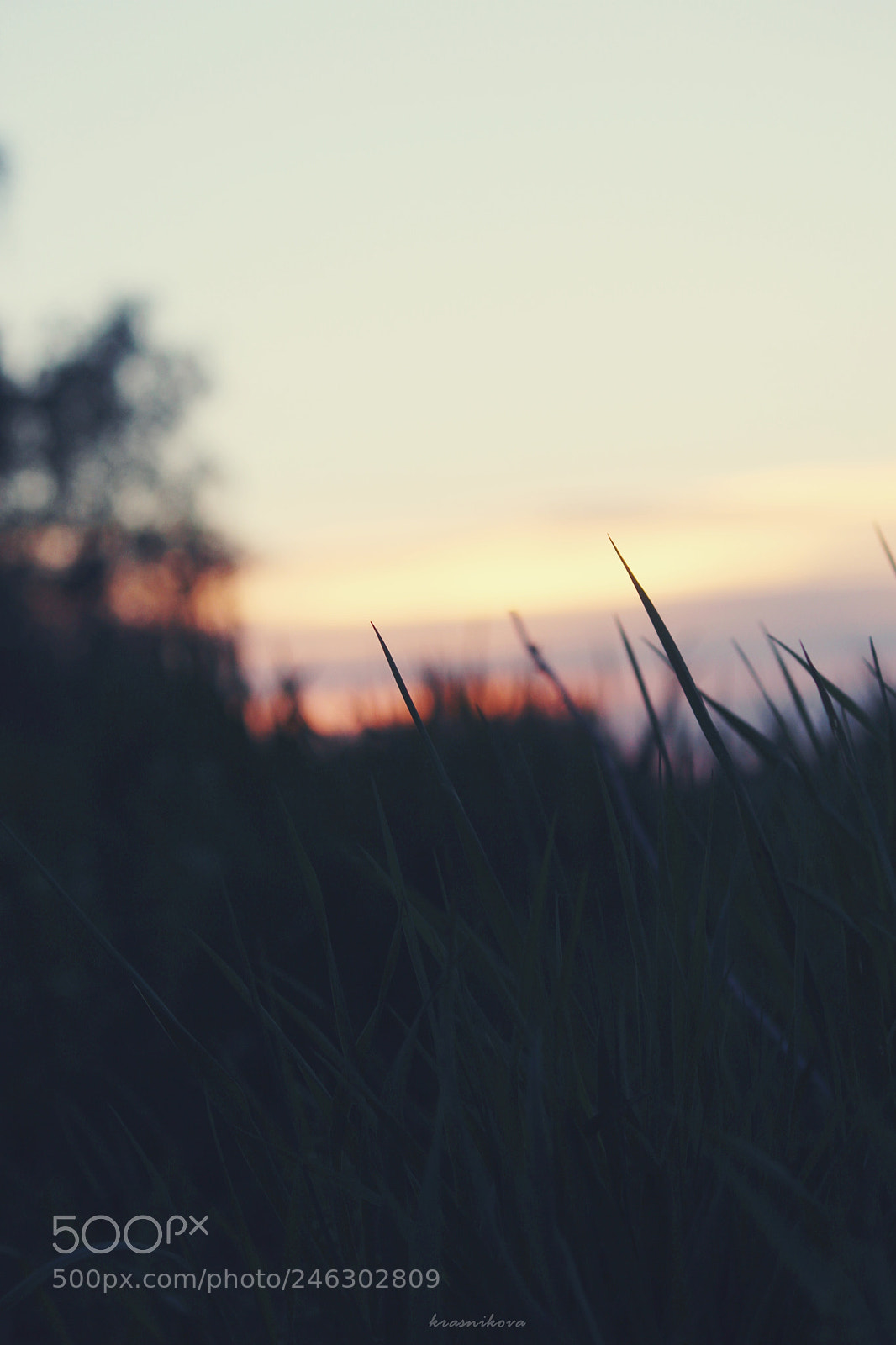 Canon EF-S 55-250mm F4-5.6 IS II sample photo. Grass photography