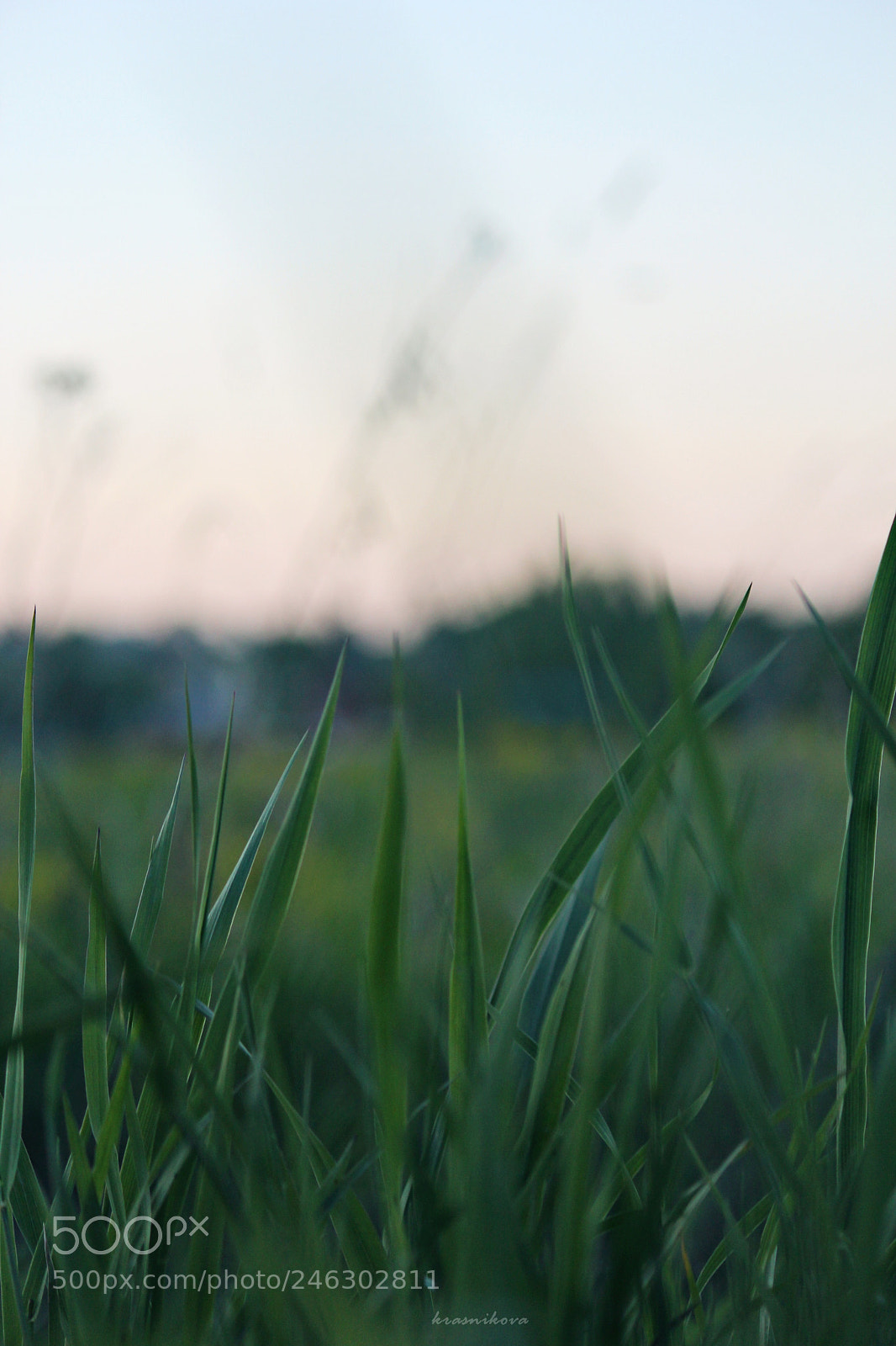 Canon EF-S 55-250mm F4-5.6 IS II sample photo. Grass photography