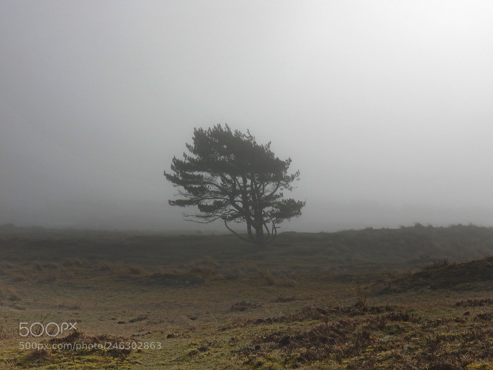 Nikon Coolpix S9900 sample photo. Foggy weather photography