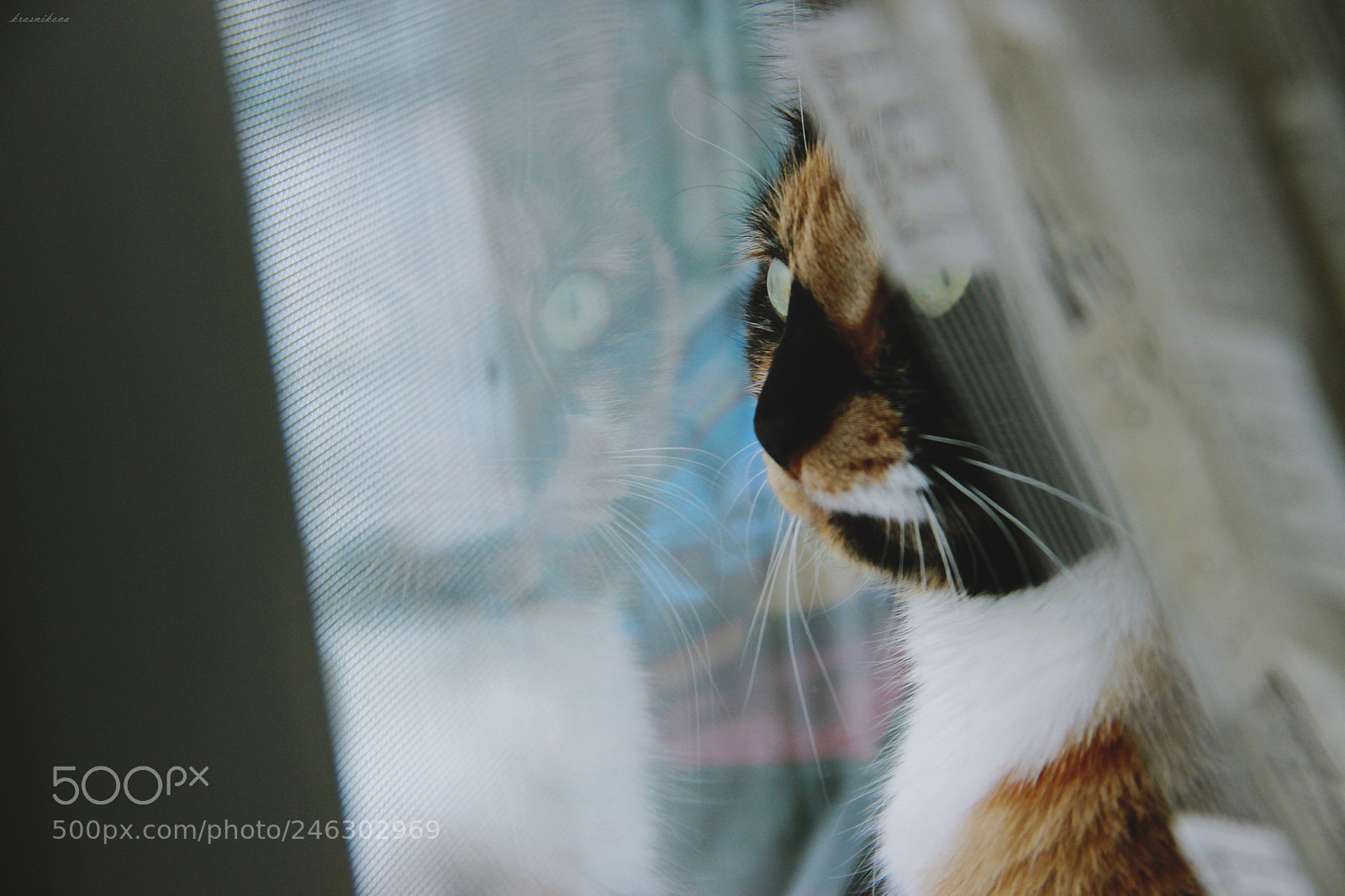 Canon EF-S 18-135mm F3.5-5.6 IS sample photo. Cat photography