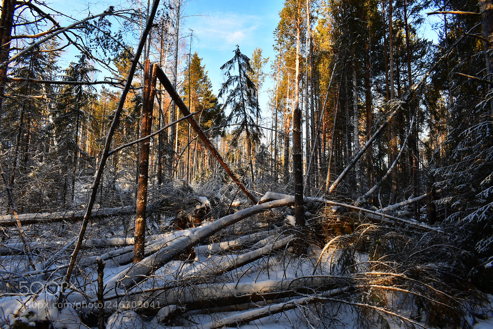 Nikon D3400 sample photo. Бурелом! photography