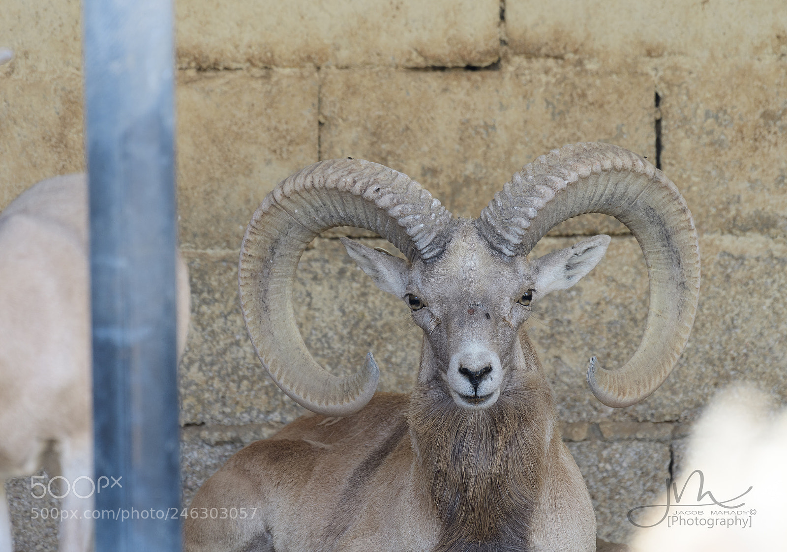 Nikon D500 sample photo. Jmb photography