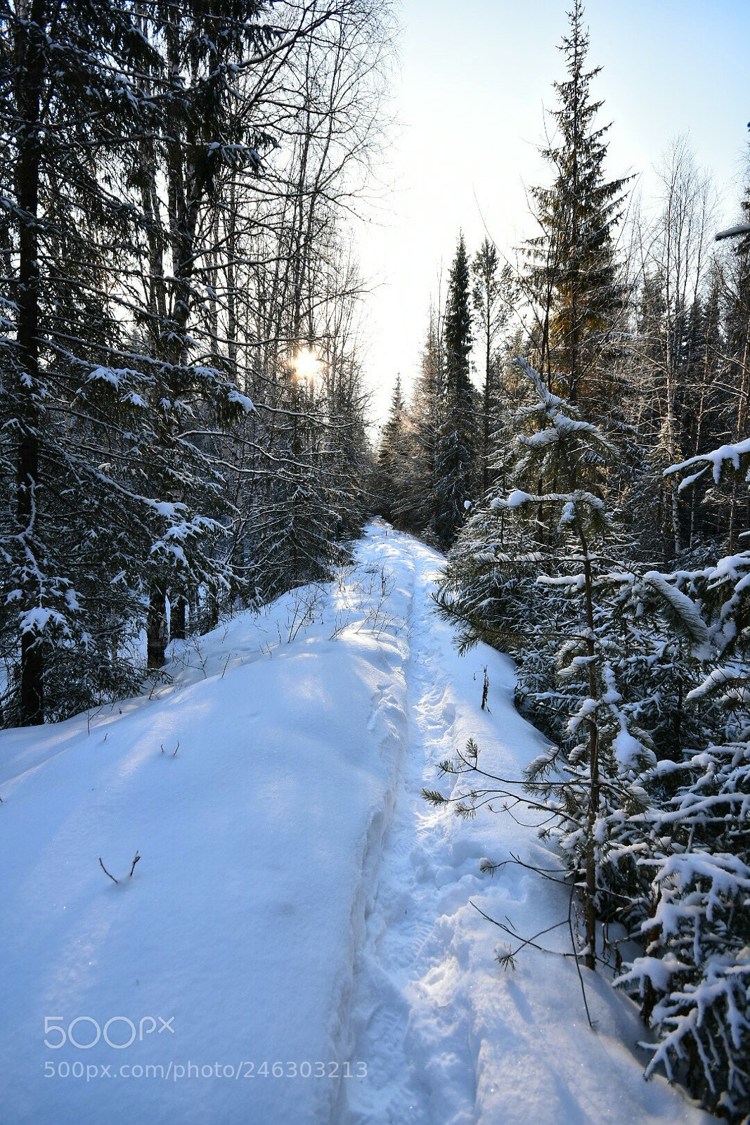 Nikon D3400 sample photo. В глубине леса photography