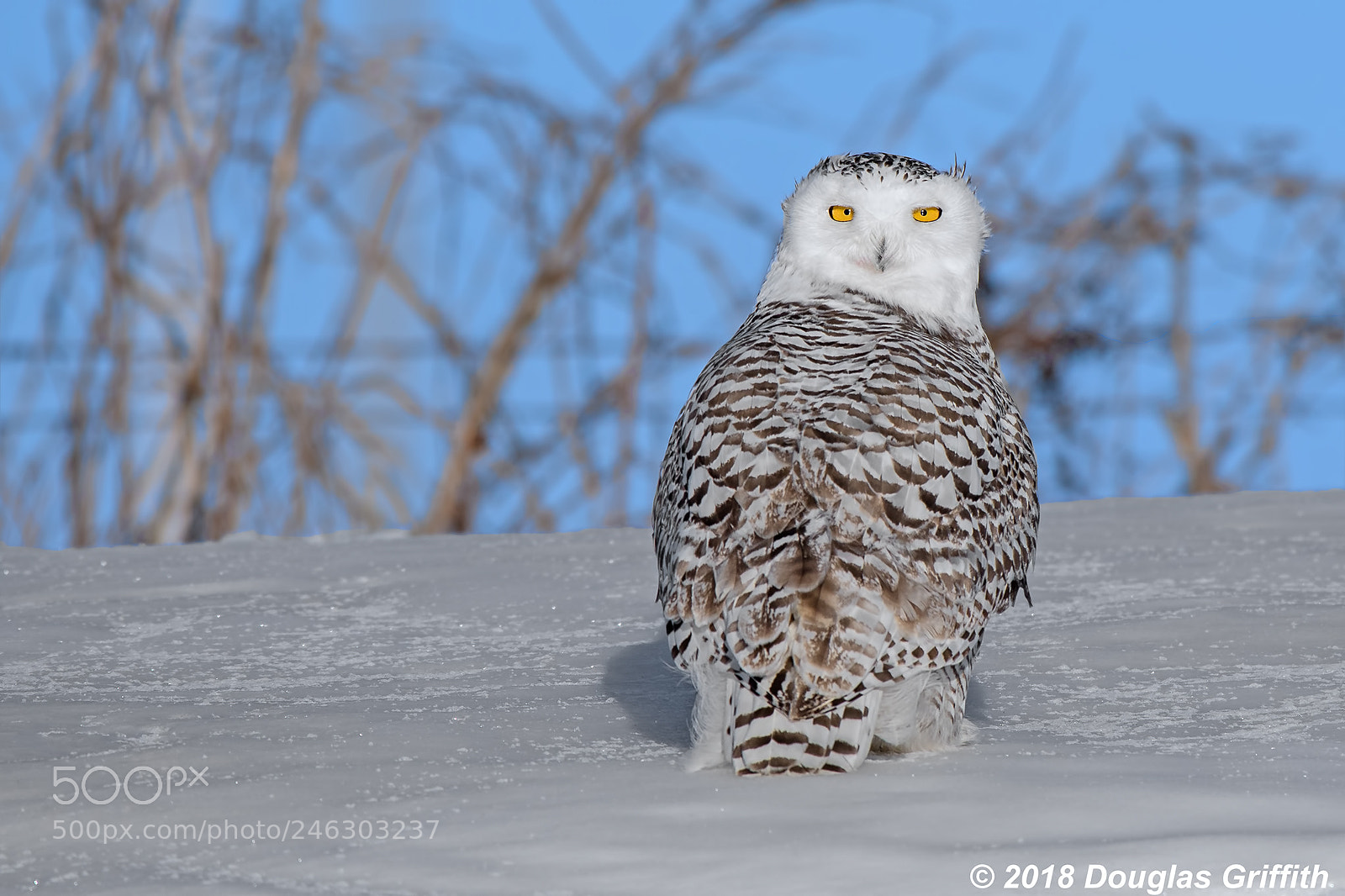 Nikon D500 sample photo. The stare female snowy photography