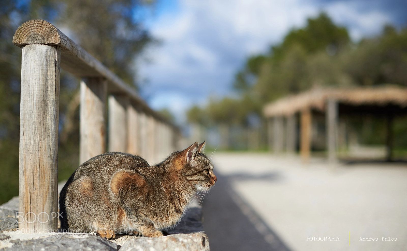 Nikon D610 sample photo. La vigilant de sa photography